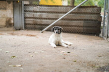 TERRI, Hund, Mischlingshund in Bulgarien - Bild 11