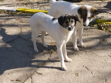 TERRI, Hund, Mischlingshund in Bulgarien - Bild 14