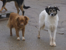 TERRI, Hund, Mischlingshund in Bulgarien - Bild 3