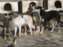 TERRI, Hund, Mischlingshund in Bulgarien - Bild 5