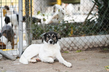 TERRI, Hund, Mischlingshund in Bulgarien - Bild 6