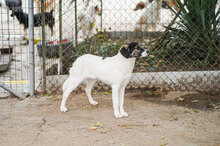 TERRI, Hund, Mischlingshund in Bulgarien - Bild 7