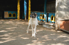 TERRI, Hund, Mischlingshund in Bulgarien - Bild 8