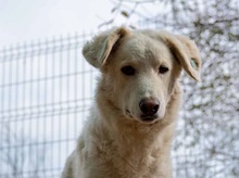 NEVE, Hund, Mischlingshund in Rumänien - Bild 1