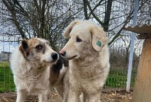NEVE, Hund, Mischlingshund in Rumänien - Bild 10