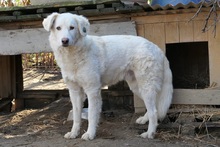 NEVE, Hund, Mischlingshund in Rumänien - Bild 2