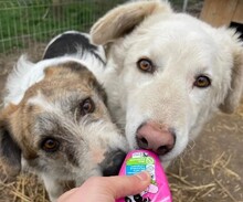 NEVE, Hund, Mischlingshund in Rumänien - Bild 9