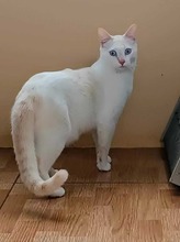 MIGUEL, Katze, Europäisch Kurzhaar in Spanien - Bild 7