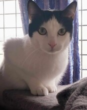 MIGUELIN, Katze, Europäisch Kurzhaar in Spanien - Bild 7