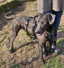 GULLIVER, Hund, Mischlingshund in Ungarn - Bild 3