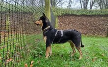 ROLLO, Hund, Mischlingshund in Thalmässing - Bild 2