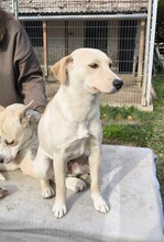 MICI, Hund, Pinscher-Mix in Ungarn - Bild 2