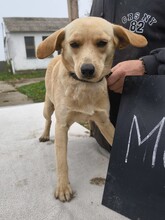 MUCI, Hund, Pinscher-Mix in Ungarn - Bild 2