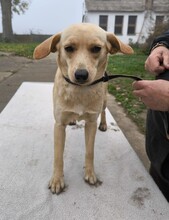 MUCI, Hund, Pinscher-Mix in Ungarn - Bild 5