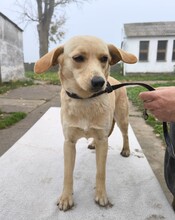 MUCI, Hund, Pinscher-Mix in Ungarn - Bild 6