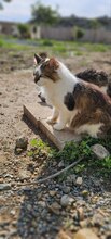 OSTARA, Katze, Europäische Langhaarkatze in Zypern - Bild 2