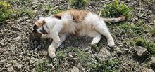 OSTARA, Katze, Europäische Langhaarkatze in Zypern - Bild 4