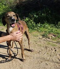 TOPO, Hund, Segugio Italiano-Mix in Italien - Bild 1