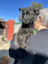 GIANNA, Hund, Deutscher Schäferhund-Mix in Italien - Bild 1