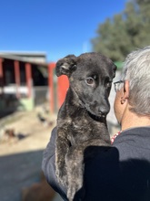 GIANNA, Hund, Deutscher Schäferhund-Mix in Italien - Bild 5