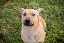 LOTTA, Hund, Mischlingshund in Kroatien - Bild 3