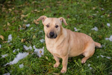 LOTTA, Hund, Mischlingshund in Kroatien - Bild 4