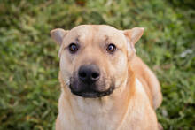 LOTTA, Hund, Mischlingshund in Kroatien - Bild 5