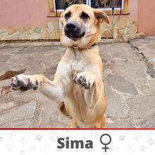 SIMA, Hund, Mischlingshund in Bulgarien - Bild 2