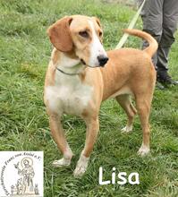 LISA, Hund, Mischlingshund in Bosnien und Herzegowina