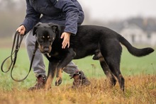 ROGER, Hund, Mischlingshund in Polen - Bild 10