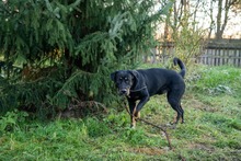 ROGER, Hund, Mischlingshund in Polen - Bild 2