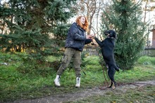 ROGER, Hund, Mischlingshund in Polen - Bild 3