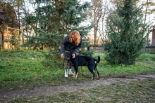 ROGER, Hund, Mischlingshund in Polen - Bild 4