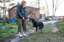 ROGER, Hund, Mischlingshund in Polen - Bild 5