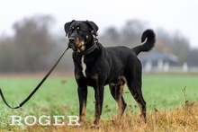 ROGER, Hund, Mischlingshund in Polen - Bild 6