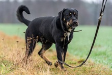 ROGER, Hund, Mischlingshund in Polen - Bild 9