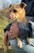 TRIXIE, Hund, Mischlingshund in Hürth - Bild 5