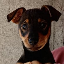 CHOCOLATINA, Hund, Mischlingshund in Spanien