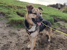 ALMA, Hund, Deutscher Schäferhund-Mix in Ganderkesee