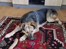 ALMA, Hund, Deutscher Schäferhund-Mix in Ganderkesee - Bild 2