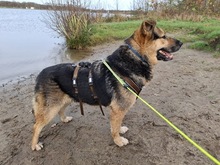 ALMA, Hund, Deutscher Schäferhund-Mix in Ganderkesee - Bild 6