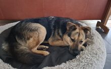 ALMA, Hund, Deutscher Schäferhund-Mix in Ganderkesee - Bild 8