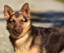 PETTY, Hund, Mischlingshund in Slowakische Republik - Bild 10