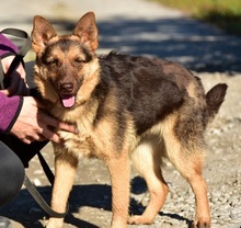 PETTY, Hund, Mischlingshund in Slowakische Republik - Bild 2