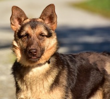 PETTY, Hund, Mischlingshund in Slowakische Republik - Bild 3