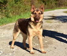 PETTY, Hund, Mischlingshund in Slowakische Republik - Bild 4