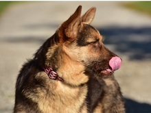 PETTY, Hund, Mischlingshund in Slowakische Republik - Bild 5