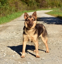 PETTY, Hund, Mischlingshund in Slowakische Republik - Bild 6