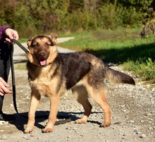 PETTY, Hund, Mischlingshund in Slowakische Republik - Bild 7