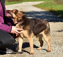 PETTY, Hund, Mischlingshund in Slowakische Republik - Bild 8